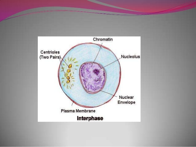 Mitosis and meiosis essay image