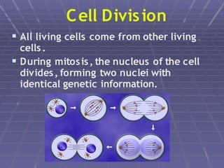Cell Division Grade 8 Discussion.pptx