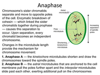 Anaphase
Chromosome's sister chromatids
separate and move to opposite poles
of the cell. Enzymatic breakdown of
cohesin — which linked the sister
chromatids together during prophase
— causes this separation to
occur. Upon separation, every
chromatid becomes an independent
chromosome.
Changes in the microtubule length
provide the mechanism for
chromosome movement:
1. Anaphase A — the kinetochore microtubules shorten and draw the
chromosomes toward the spindle poles.
2. Anaphase B — the astral microtubules that are anchored to the cell
membrane pull the poles further apart and the interpolar microtubules
slide past each other, exerting additional pull on the chromosomes
 