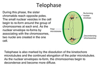 Telophase
During this phase, the sister
chromatids reach opposite poles.
The small nuclear vesicles in the cell
begin to re-form around the group of
chromosomes at each end. As the
nuclear envelope re-forms by
associating with the chromosomes,
two nuclei are created in the one
cell.
Telophase is also marked by the dissolution of the kinetochore
microtubules and the continued elongation of the polar microtubules.
As the nuclear envelopes re-form, the chromosomes begin to
decondense and become more diffuse.
 