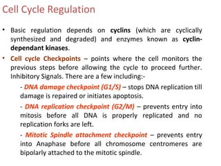 Cell Cycle Regulation
• Basic regulation depends on cyclins (which are cyclically
synthesized and degraded) and enzymes known as cyclin-
dependant kinases.
• Cell cycle Checkpoints – points where the cell monitors the
previous steps before allowing the cycle to proceed further.
Inhibitory Signals. There are a few including:-
- DNA damage checkpoint (G1/S) – stops DNA replication till
damage is repaired or initiates apoptosis.
- DNA replication checkpoint (G2/M) – prevents entry into
mitosis before all DNA is properly replicated and no
replication forks are left.
- Mitotic Spindle attachment checkpoint – prevents entry
into Anaphase before all chromosome centromeres are
bipolarly attached to the mitotic spindle.
 