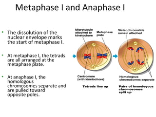 Metaphase I and Anaphase I
• The dissolution of the
nuclear envelope marks
the start of metaphase I.
• At metaphase I, the tetrads
are all arranged at the
metaphase plate.
• At anaphase I, the
homologous
chromosomes separate and
are pulled toward
opposite poles.
 