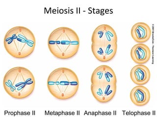 Meiosis II - Stages
Prophase II Metaphase II Anaphase II Telophase II
 