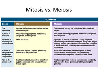 Mitosis vs. Meiosis
 