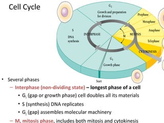 Cell Cycle
• Several phases
– Interphase (non-dividing state) – longest phase of a cell
• G1 (gap or growth phase) cell doubles all its materials
• S (synthesis) DNA replicates
• G2 (gap) assembles molecular machinery
– M, mitosis phase, includes both mitosis and cytokinesis
 