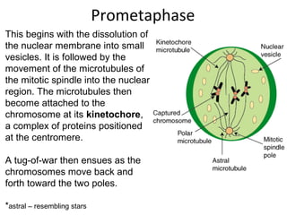 Prometaphase
This begins with the dissolution of
the nuclear membrane into small
vesicles. It is followed by the
movement of the microtubules of
the mitotic spindle into the nuclear
region. The microtubules then
become attached to the
chromosome at its kinetochore,
a complex of proteins positioned
at the centromere.
A tug-of-war then ensues as the
chromosomes move back and
forth toward the two poles.
*astral – resembling stars
 
