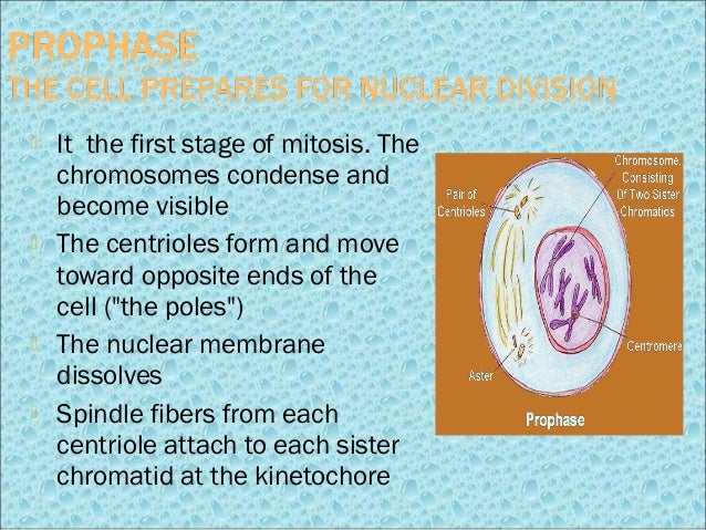 During what phase does the nuclear membrane dissolve?