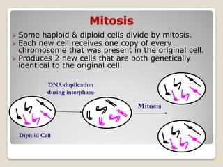 10
Mitosis
 Some haploid & diploid cells divide by mitosis.
 Each new cell receives one copy of every
chromosome that was present in the original cell.
 Produces 2 new cells that are both genetically
identical to the original cell.
DNA duplication
during interphase
Mitosis
Diploid Cell
 