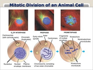 11
Mitotic Division of an Animal Cell
G2 OF INTERPHASE PROPHASE PROMETAPHASE
Centrosomes
(with centriole pairs) Chromatin
(duplicated)
Early mitotic
spindle
Aster
Centromere
Fragments
of nuclear
envelope
Kinetochore
Nucleolus Nuclear
envelope
Plasma
membrane
Chromosome, consisting
of two sister chromatids
Kinetochore
microtubule
Nonkinetochore
microtubules
 