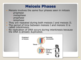 16
Meiosis Phases
 Meiosis involves the same four phases seen in mitosis
 prophase
 metaphase
 anaphase
 telophase
 They are repeated during both meiosis I and meiosis II.
 The period of time between meiosis I and meiosis II is
called interkinesis.
 No replication of DNA occurs during interkinesis because
the DNA is already duplicated.
Prophase I
of meiosis
Tetrad
Nonsister
chromatids
Chiasma,
site of
crossing
over
 
