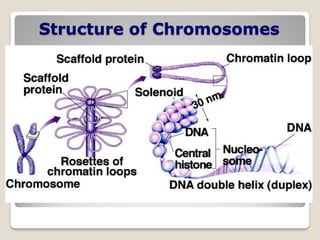 6
Structure of Chromosomes
 