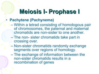 Meiosis I- Prophase I Pachytene (Pachynema) Within a tetrad consisting of homologous pair of chromosomes, the paternal and maternal chromatids are non-sister to one another. The non- sister chromatids take part in crossing over. Non-sister chromatids randomly exchange segments over regions of homology. The exchange of information between the non-sister chromatids results in a recombination of genes  