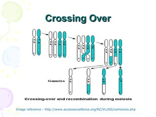 Crossing Over Image reference - http://www.accessexcellence.org/RC/VL/GG/comeiosis.php 