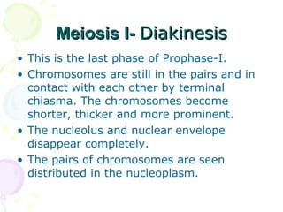 Meiosis I-  Diakinesis This is the last phase of Prophase-I.  Chromosomes are still in the pairs and in contact with each other by terminal chiasma. The chromosomes become shorter, thicker and more prominent. The nucleolus and nuclear envelope disappear completely. The pairs of chromosomes are seen distributed in the nucleoplasm. 