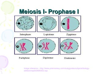 Meiosis I- Prophase I Image reference –  http://www.pinkmonkey.com/studyguides/subjects/biology- edited/chap6/b0606302.asp 