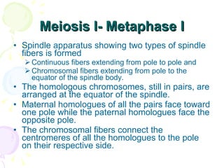 Meiosis I- Metaphase I Spindle apparatus showing two types of spindle fibers is formed Continuous fibers extending from pole to pole and  Chromosomal fibers extending from pole to the equator of the spindle body.  The homologous chromosomes, still in pairs, are arranged at the equator of the spindle.  Maternal homologues of all the pairs face toward one pole while the paternal homologues face the opposite pole. The chromosomal fibers connect the centromeres of all the homologues to the pole on their respective side. 