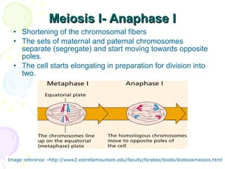 Meiosis I- Anaphase I Shortening of the chromosomal fibers The sets of maternal and paternal chromosomes separate (segregate) and start moving towards opposite poles. The cell starts elongating in preparation for division into two. Image reference –http://www2.estrellamountain.edu/faculty/farabee/biobk/biobookmeiosis.html 