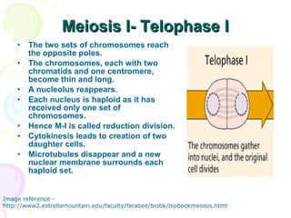 Meiosis I- Telophase I The two sets of chromosomes reach the opposite poles. The chromosomes, each with two chromatids and one centromere, become thin and long.  A nucleolus reappears.  Each nucleus is haploid as it has received only one set of chromosomes.  Hence M-I is called reduction division. Cytokinesis leads to creation of two daughter cells. Microtubules disappear and a new nuclear membrane surrounds each haploid set. Image reference - http://www2.estrellamountain.edu/faculty/farabee/biobk/biobookmeiosis.html 