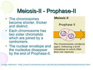 Meiosis-II - Prophase-II The chromosomes become shorter, thicker and distinct. Each chromosome has two sister chromatids which are joined by a centromere. The nuclear envelope and the nucleolus disappear by the end of Prophase-II. Image reference –http://www2.estrellamountain.edu/faculty/farabee/biobk/biobookmeiosis.html 