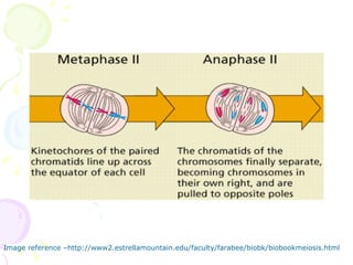 Image reference –http://www2.estrellamountain.edu/faculty/farabee/biobk/biobookmeiosis.html 