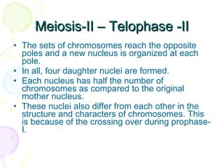 Meiosis-II – Telophase -II The sets of chromosomes reach the opposite poles and a new nucleus is organized at each pole.  In all, four daughter nuclei are formed.  Each nucleus has half the number of chromosomes as compared to the original mother nucleus.  These nuclei also differ from each other in the structure and characters of chromosomes. This is because of the crossing over during prophase-I. 