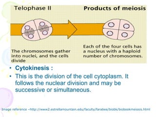 Cytokinesis :  This is the division of the cell cytoplasm. It follows the nuclear division and may be successive or simultaneous. Image reference –http://www2.estrellamountain.edu/faculty/farabee/biobk/biobookmeiosis.html 