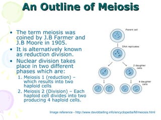 An Outline of Meiosis The term meiosis was coined by J.B Farmer and J.B Moore in 1905. It is alternatively known as reduction division. Nuclear division takes place in two different phases which are: Meiosis 1 (reduction) – which results into two haploid cells Meiosis 2 (Division) – Each haploid cell divides into two producing 4 haploid cells. Image reference - http://www.daviddarling.info/encyclopedia/M/meiosis.html 