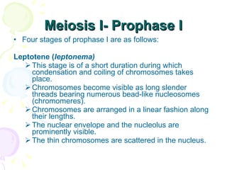Meiosis I- Prophase I Four stages of prophase I are as follows:  Leptotene ( leptonema) This stage is of a short duration during which condensation and coiling of chromosomes takes place. Chromosomes become visible as long slender threads bearing numerous bead-like nucleosomes (chromomeres).  Chromosomes are arranged in a linear fashion along their lengths. The nuclear envelope and the nucleolus are prominently visible. The thin chromosomes are scattered in the nucleus. 
