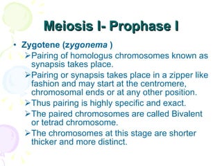 Meiosis I- Prophase I Zygotene (z ygonema  ) Pairing of homologus chromosomes known as synapsis takes place. Pairing or synapsis takes place in a zipper like fashion and may start at the centromere, chromosomal ends or at any other position. Thus pairing is highly specific and exact. The paired chromosomes are called Bivalent or tetrad chromosome. The chromosomes at this stage are shorter thicker and more distinct. 