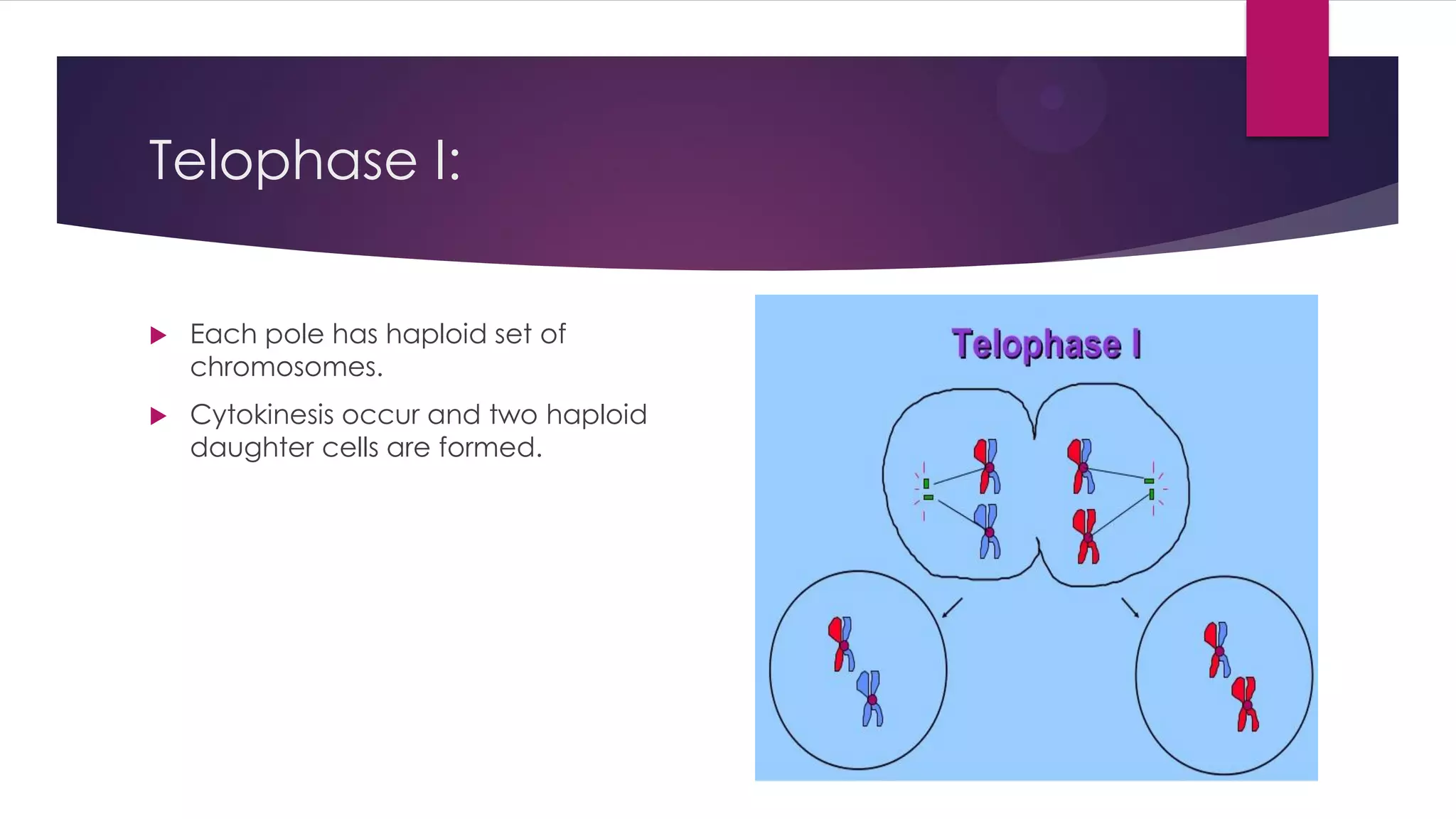 Telophase I:
Each pole has haploid set of
chromosomes.
Cytokinesis occur and two haploid
daughter cells are formed.