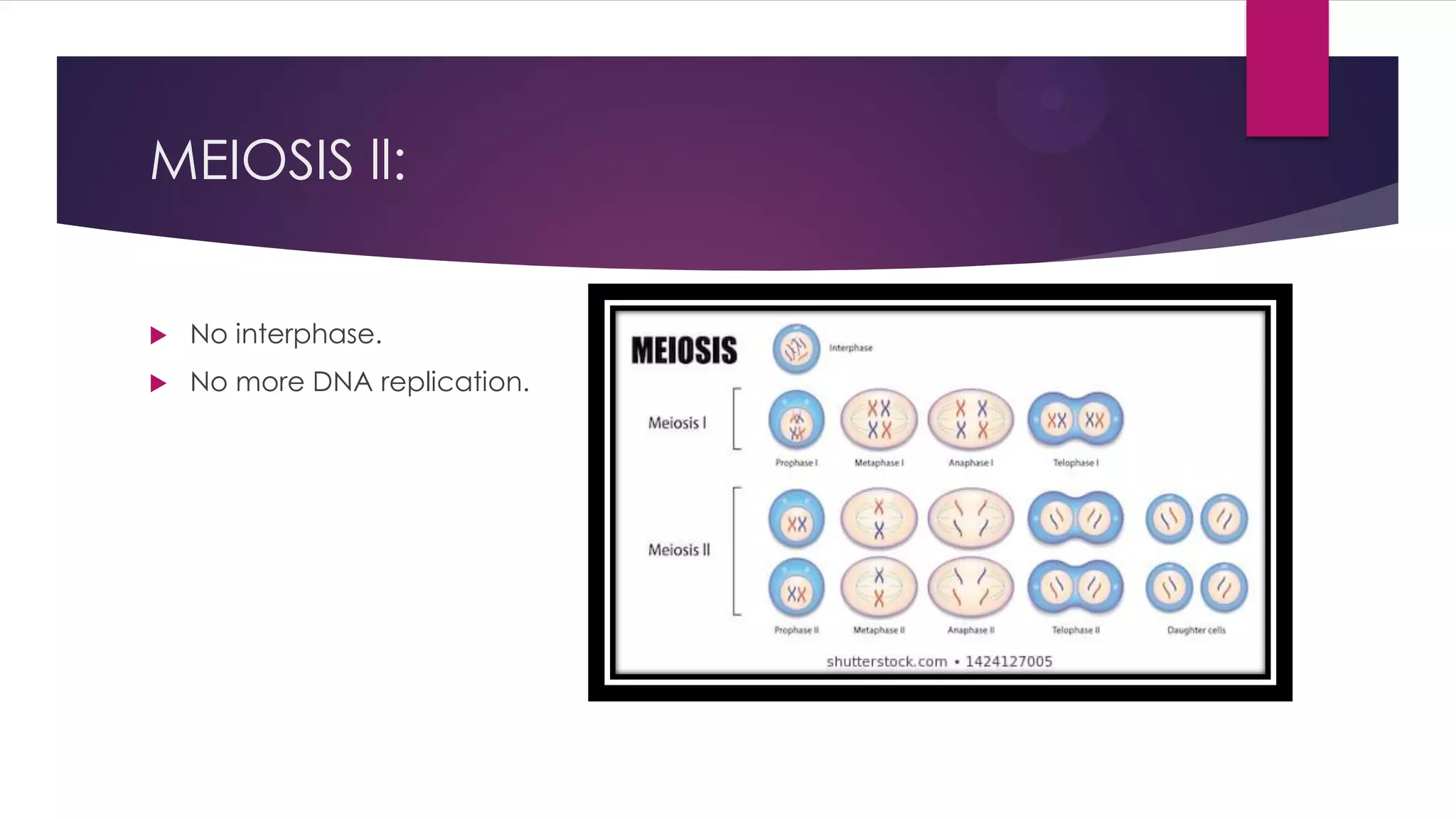 MEIOSIS ll:
No interphase.
No more DNA replication.