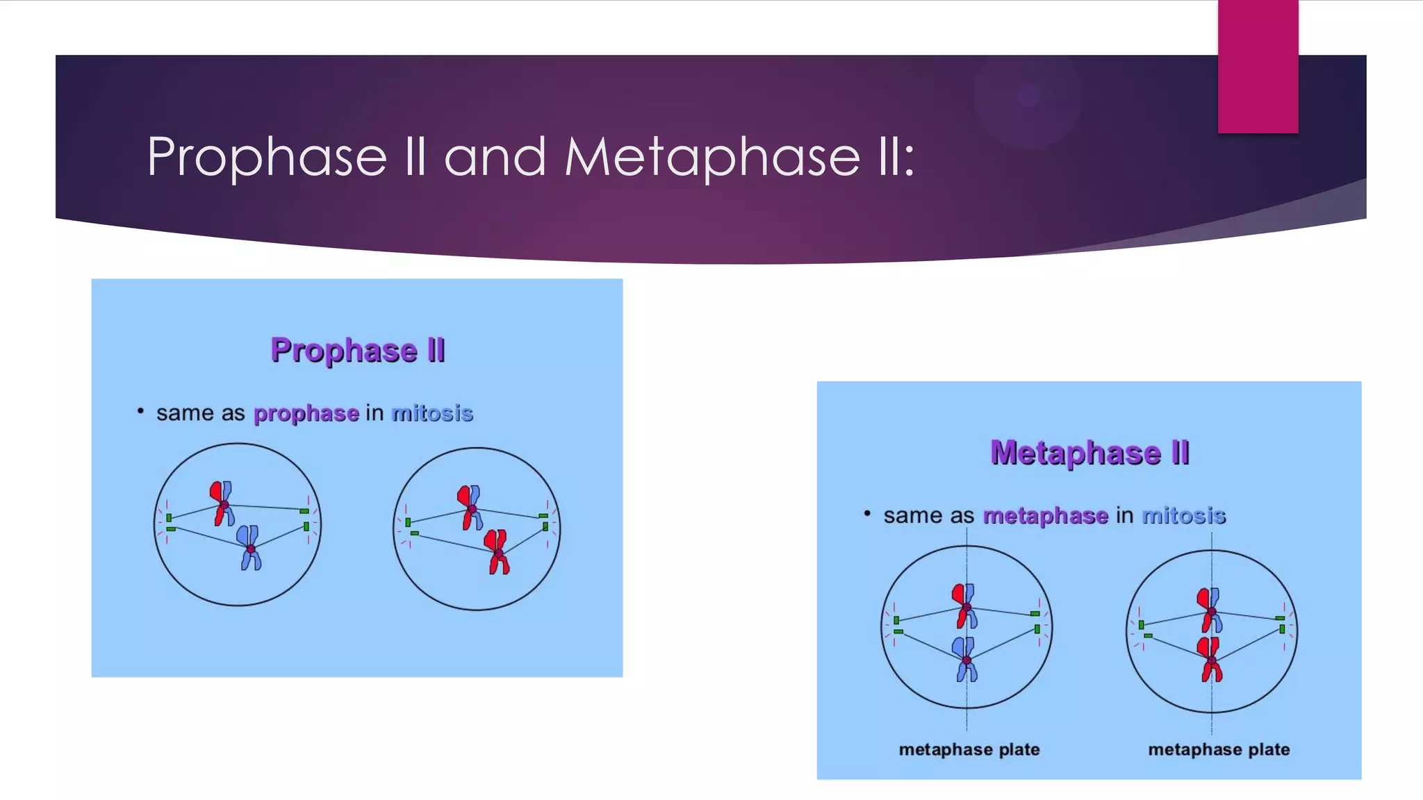 Prophase II and Metaphase II: