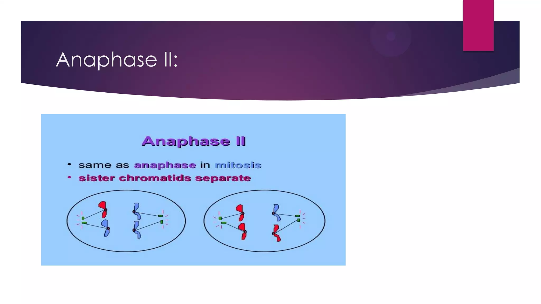 Anaphase II: