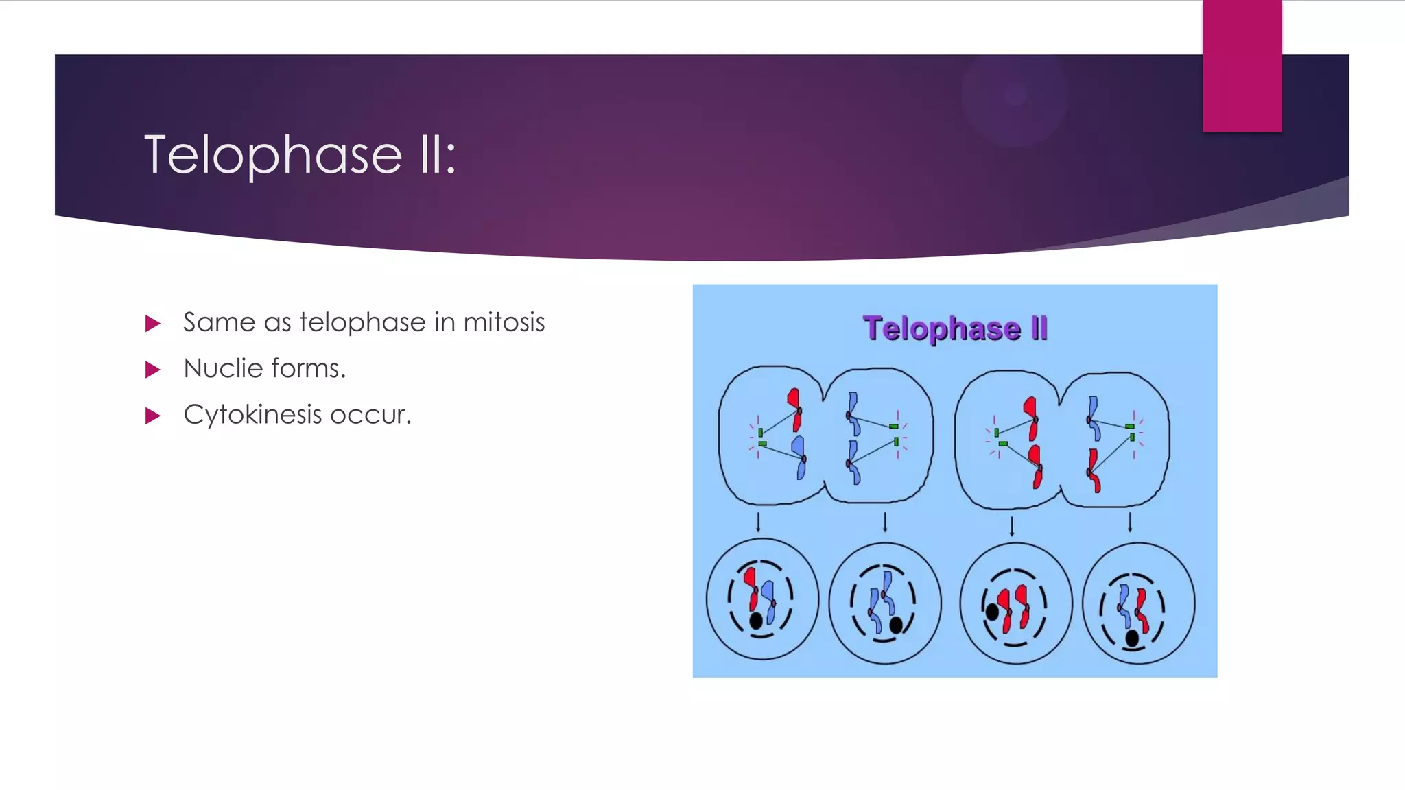 Telophase II:
Same as telophase in mitosis
Nuclie forms.
Cytokinesis occur.