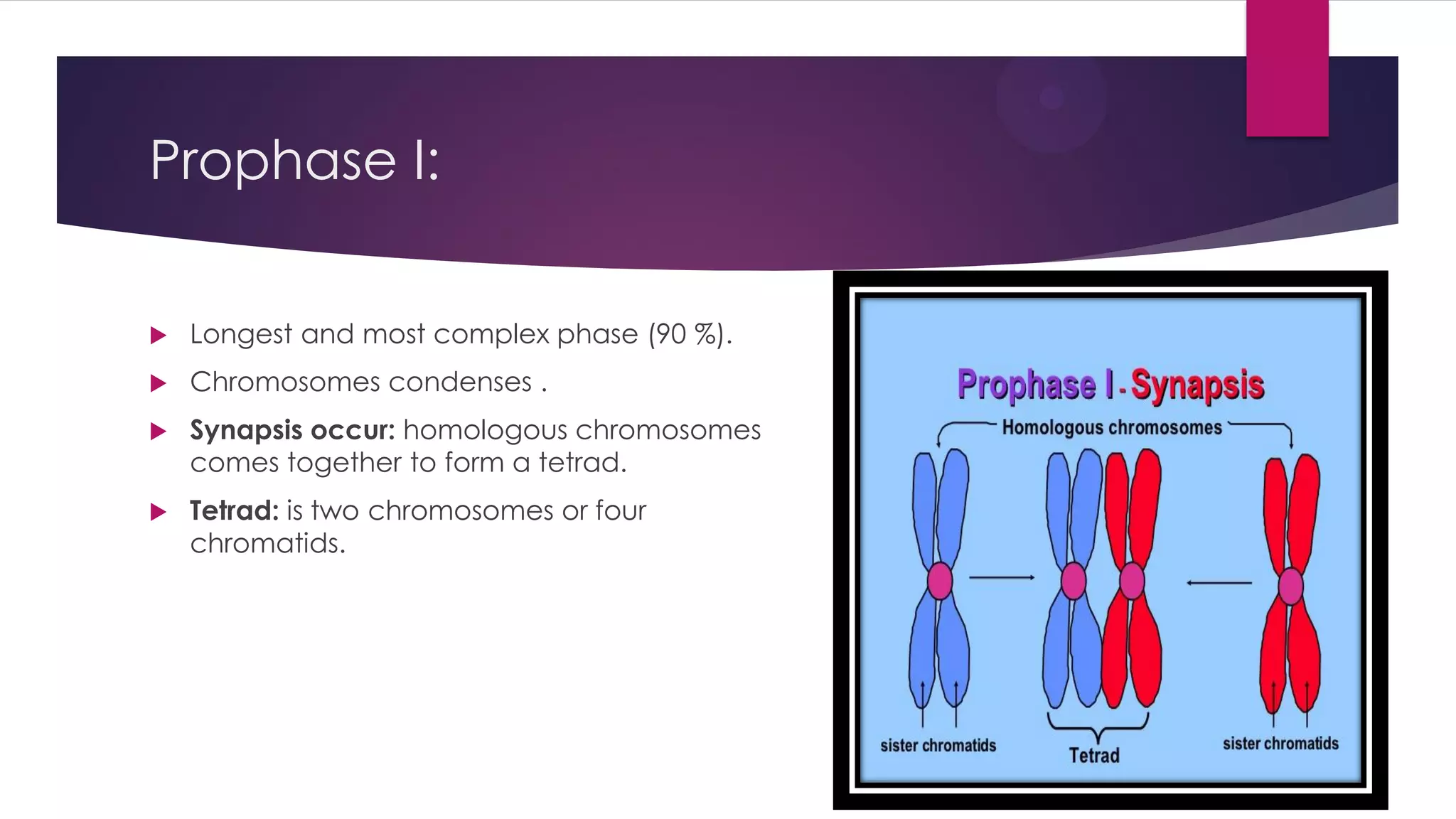 Prophase I:
Longest and most complex phase (90 %).
Chromosomes condenses .
Synapsis occur: homologous chromosomes
comes together to form a tetrad.
Tetrad: is two chromosomes or four
chromatids.