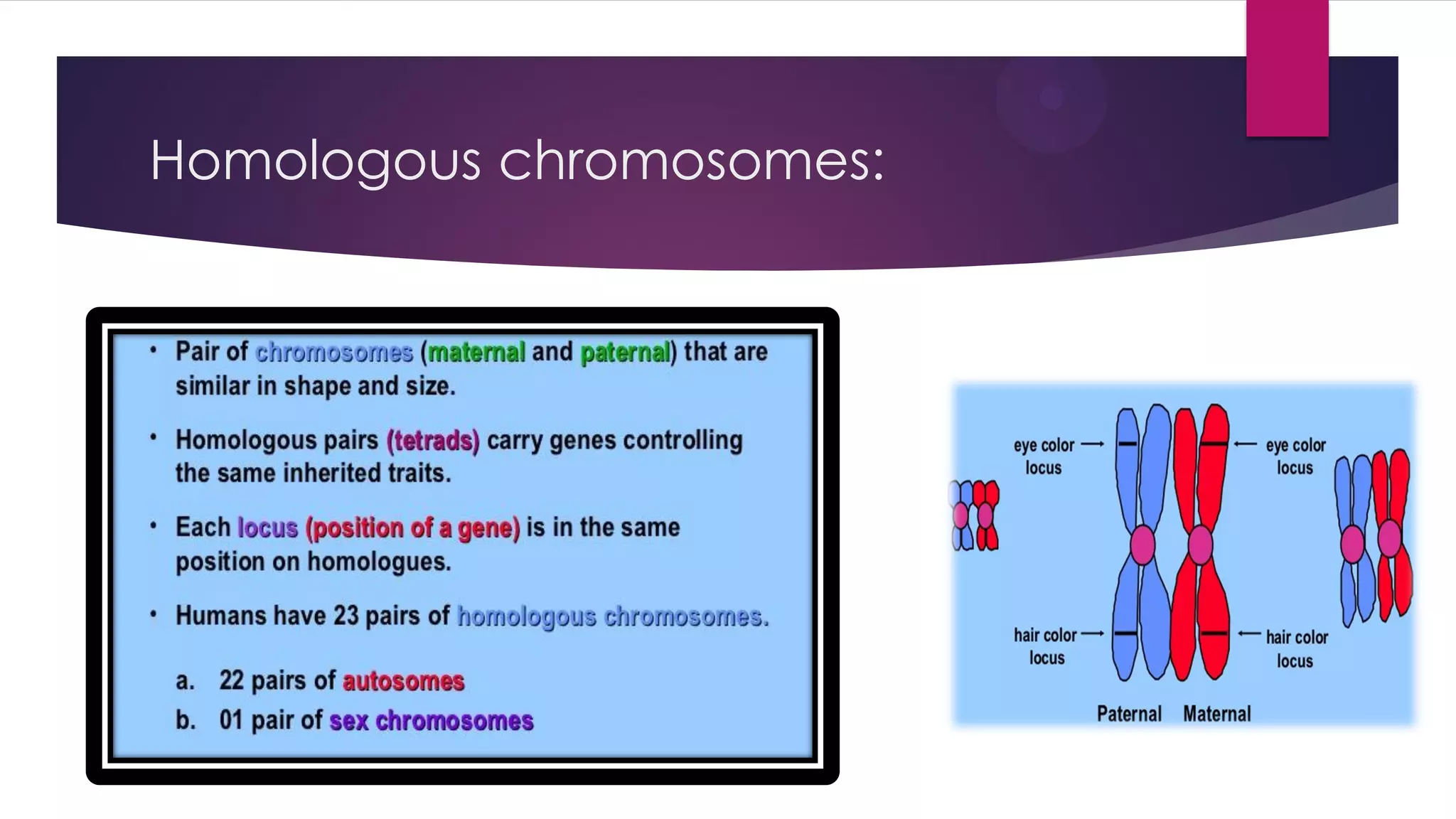 Homologous chromosomes: