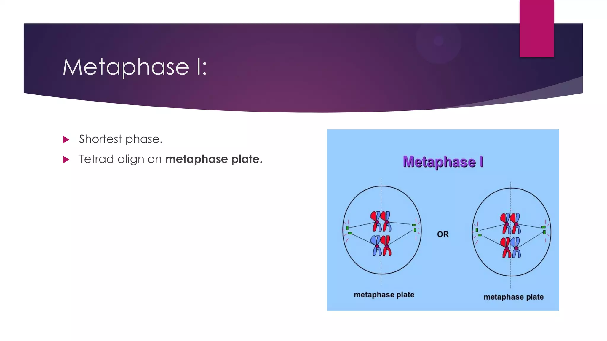 Metaphase I:
Shortest phase.
Tetrad align on metaphase plate.