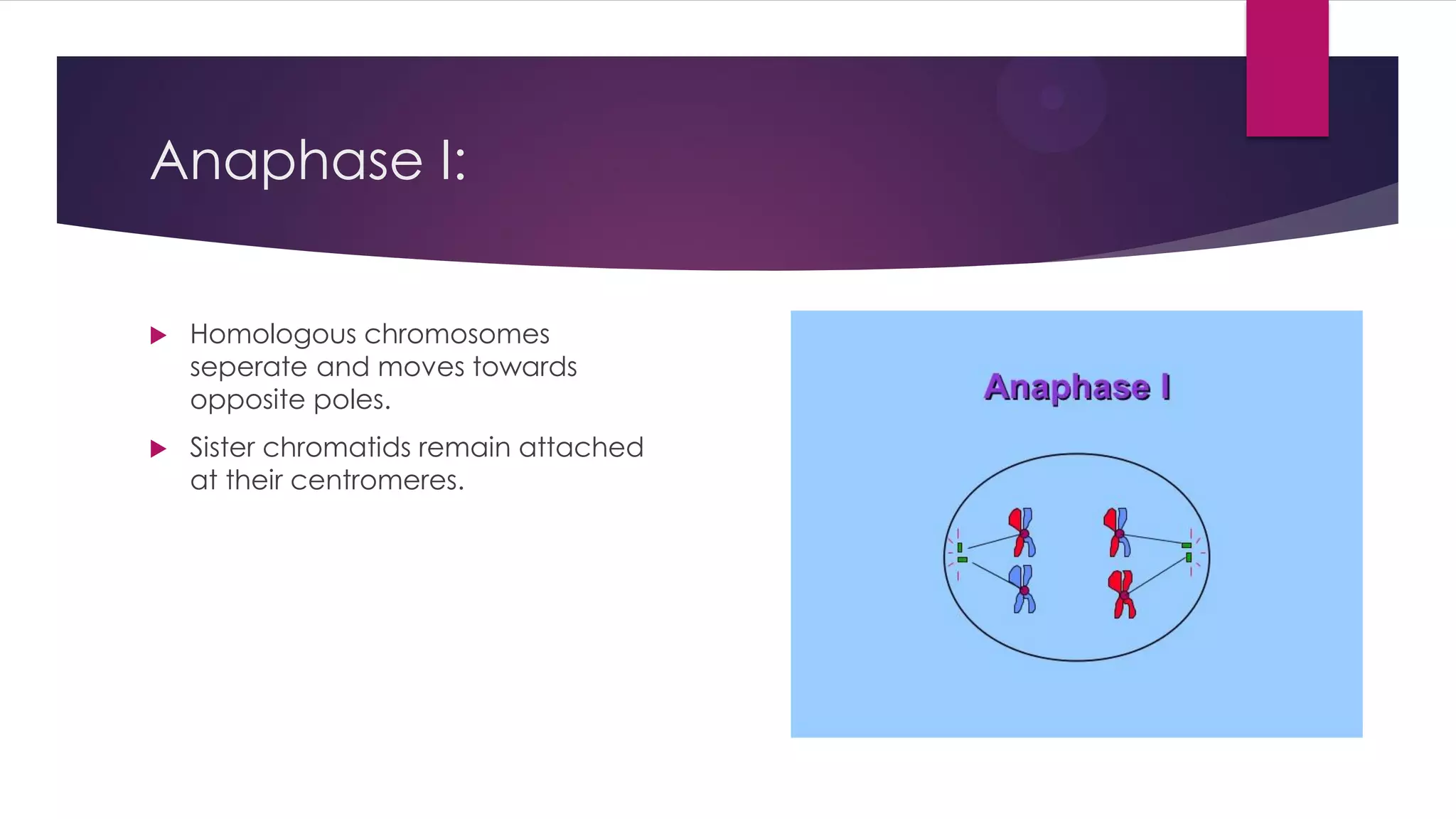 Anaphase I:
Homologous chromosomes
seperate and moves towards
opposite poles.
Sister chromatids remain attached
at their centromeres.
