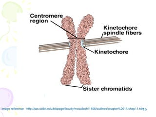 Image reference - http://iws.collin.edu/biopage/faculty/mcculloch/1406/outlines/chapter%2011/chap11.htm 