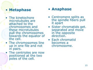 Metaphase The kinetochore microtubules are attached to the chromosomes and these microtubules pull the chromosomes towards the equator of the cell. The chromosomes line up in one file and not in pairs. The centrioles are now positioned at the two poles of the cell. Anaphase Centromere splits as the spindle fibers pull it apart Sister chromatids get. separated and move in the opposite direction. Each chromatid becomes a chromosome. 