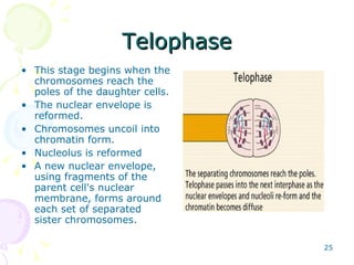 Telophase This stage begins when the chromosomes reach the poles of the daughter cells. The nuclear envelope is reformed. Chromosomes uncoil into chromatin form. Nucleolus is reformed A new nuclear envelope, using fragments of the parent cell's nuclear membrane, forms around each set of separated sister chromosomes. 