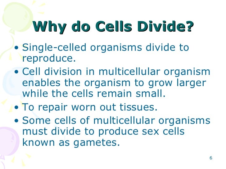 why do cells divide