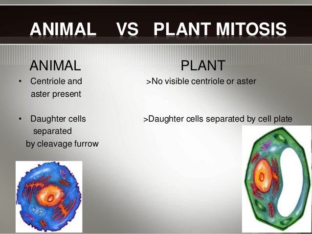 plant vs animal mitosis plant vs animal mitosis