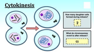Detailed Overview of Cell Division Stages and Processes | PPTX