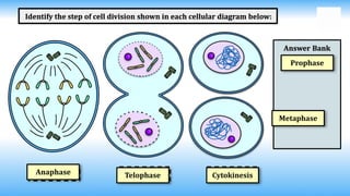 Detailed Overview of Cell Division Stages and Processes | PPTX