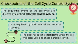 Biology- Cell Division (Mitosis and Meiosis).pptx