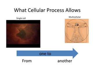 What Cellular Process Allows  Multicellular  Single cell  