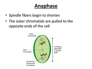 Anaphase
• Spindle fibers begin to shorten
• The sister chromatids are pulled to the
opposite ends of the cell
 
