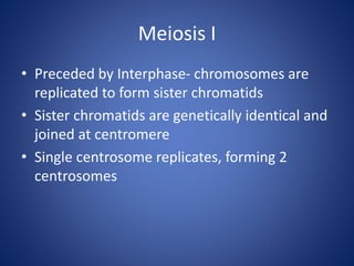 Meiosis I
• Preceded by Interphase- chromosomes are
replicated to form sister chromatids
• Sister chromatids are genetically identical and
joined at centromere
• Single centrosome replicates, forming 2
centrosomes
 