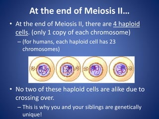 At the end of Meiosis II…
• At the end of Meiosis II, there are 4 haploid
cells. (only 1 copy of each chromosome)
– (for humans, each haploid cell has 23
chromosomes)
• No two of these haploid cells are alike due to
crossing over.
– This is why you and your siblings are genetically
unique!
 